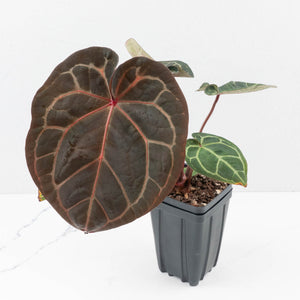 Anthurium Zara '29' × (Michelle® x Zara '28') byDocBlock® (wk35-L89)