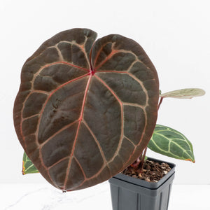 Anthurium Zara '29' × (Michelle® x Zara '28') byDocBlock® (wk35-L89)