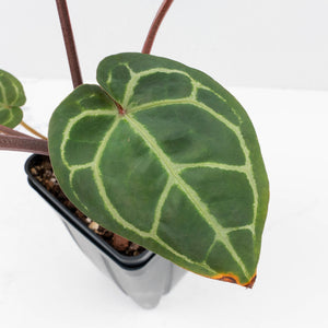 Anthurium Zara '29' × (Michelle® x Zara '28') byDocBlock® (wk35-L89)