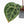 Anthurium Zara '29' × (Michelle® x Zara '28') byDocBlock® (wk35-L89)