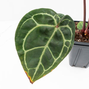 Anthurium Zara '29' × (Michelle® x Zara '28') byDocBlock® (wk35-L89)