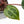 Anthurium Zara '29' × (Michelle® x Zara '28') byDocBlock® (wk35-L89)