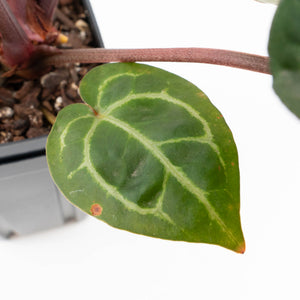 Anthurium Zara '29' × (Michelle® x Zara '28') byDocBlock® (wk35-L89)