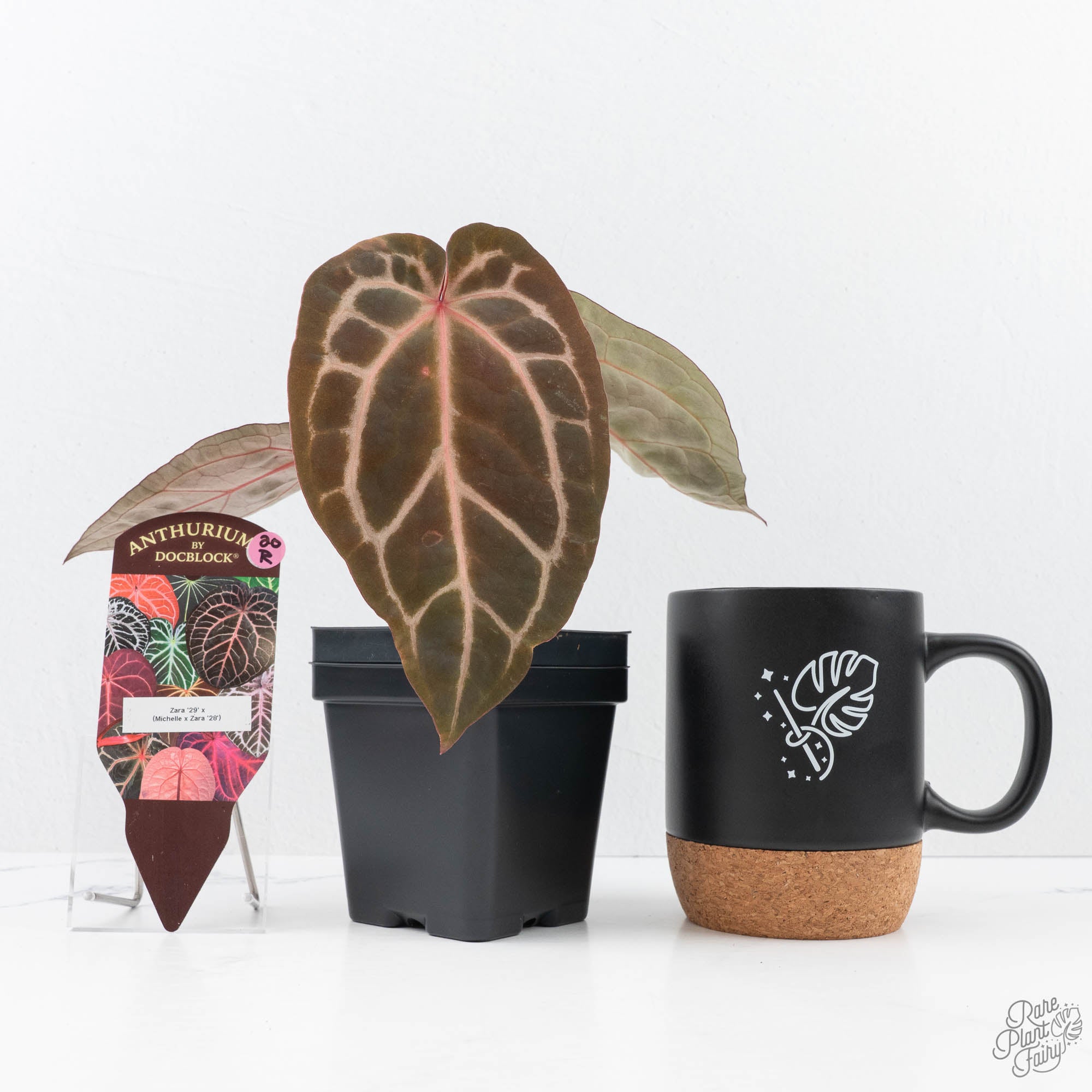 Anthurium Zara '29' × (Michelle® x Zara '28') byDocBlock® (wk20-R