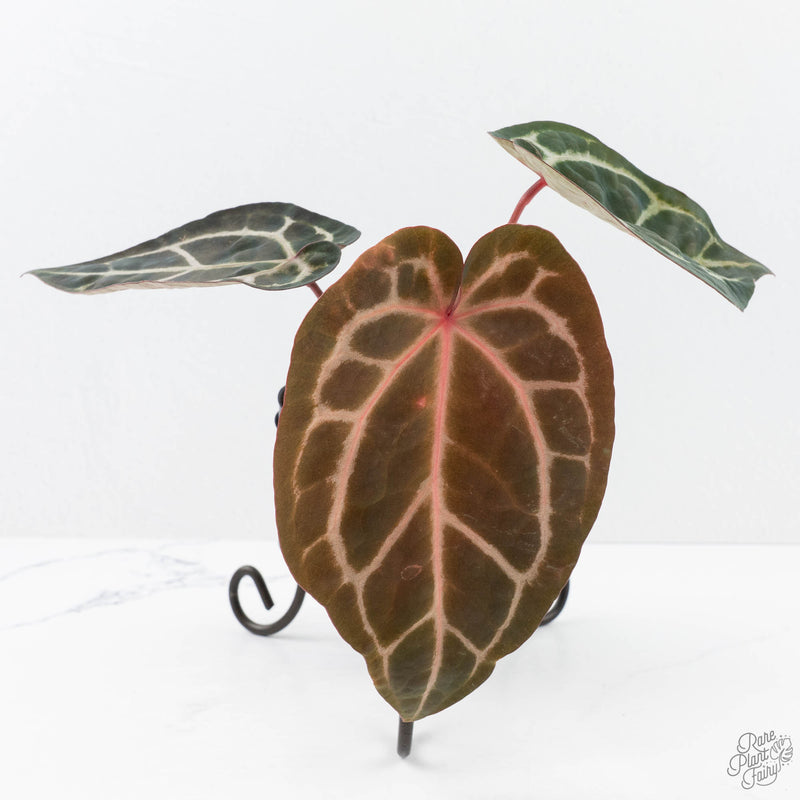 Anthurium Zara '29' × (Michelle® x Zara '28') byDocBlock® (wk20-R)