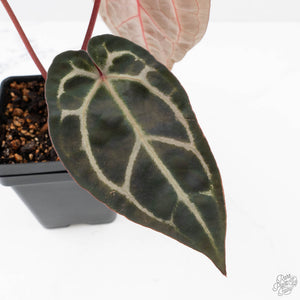 Anthurium Zara '29' × (Michelle® x Zara '28') byDocBlock® (wk20-R)