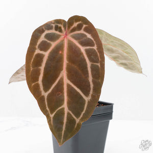 Anthurium Zara '29' × (Michelle® x Zara '28') byDocBlock® (wk20-R)