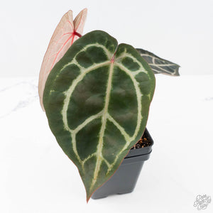 Anthurium Zara '29' × (Michelle® x Zara '28') byDocBlock® (wk20-R)