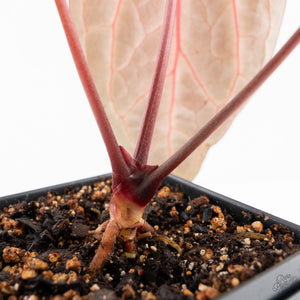 Anthurium Zara '29' × (Michelle® x Zara '28') byDocBlock® (wk20-R)