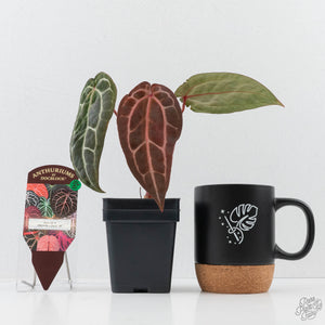 Anthurium Zara '29' × (Michelle® x Zara '28') byDocBlock® (wk26-D)