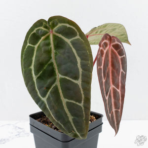 Anthurium Zara '29' × (Michelle® x Zara '28') byDocBlock® (wk26-D)