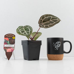 Anthurium Zara '31' x Tortoise Shell Grey '36' by DocBlock® (wk34-L51)