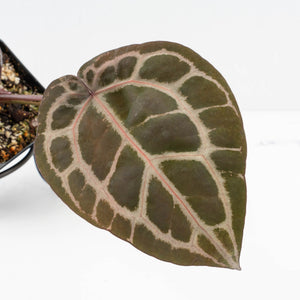 Anthurium Zara '31' x Tortoise Shell Grey '36' by DocBlock® (wk34-L51)