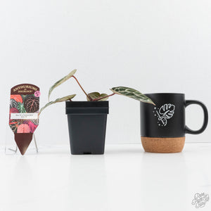 Anthurium Zara '31' x Tortoise Shell Grey '36' by DocBlock® (wk27-J)