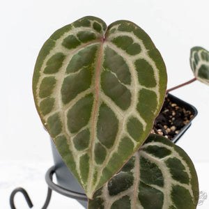 Anthurium Zara '31' x Tortoise Shell Grey '36' by DocBlock® (wk27-J)