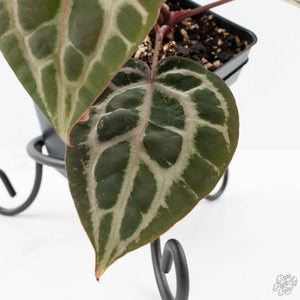 Anthurium Zara '31' x Tortoise Shell Grey '36' by DocBlock® (wk27-J)