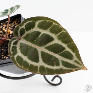 Anthurium Zara '31' x Tortoise Shell Grey '36' by DocBlock® (wk27-J)