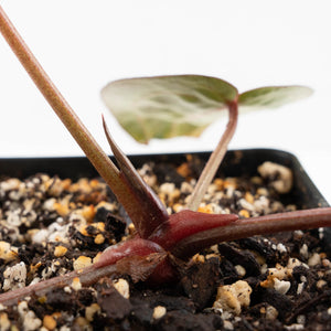 Anthurium Zara '31' x Tortoise Shell Grey '36' by DocBlock® (wk27-J)