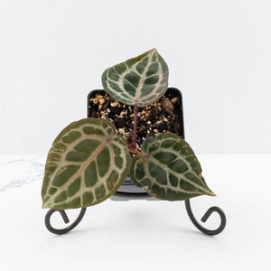 Anthurium Zara '31' x Tortoise Shell Grey '36' by DocBlock® (wk23-UB)