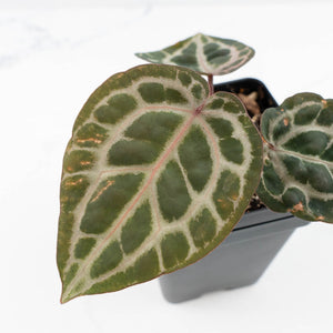 Anthurium Zara '31' x Tortoise Shell Grey '36' by DocBlock® (wk23-UB)