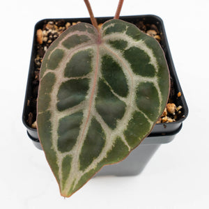 Anthurium Zara '31' x Tortoise Shell Grey '36' by DocBlock® (wk23-UB)