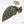 Anthurium Zara '31' x Zara '14' by DocBlock® (wk20-G)