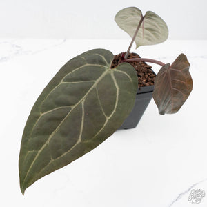 Anthurium Zara '31' x Zara '14' by DocBlock® (wk20-G)