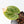 Variegated Anthurium Zara '31' x Zara '14' by DocBlock® (wk21-UL)