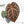 Anthurium Zara '31' x Zara '14' by DocBlock® (wk25-J)