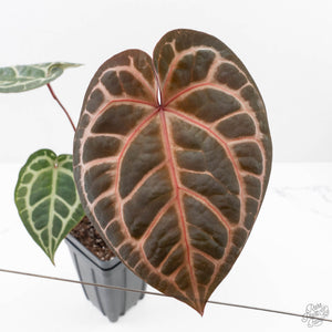 Anthurium Zara '31' x Zara '14' by DocBlock® (wk25-J)