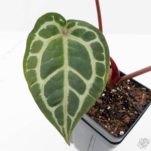 Anthurium Zara '31' x Zara '14' by DocBlock® (wk25-J)