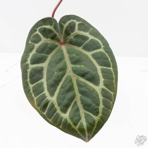 Anthurium Zara '31' x Zara '14' by DocBlock® (wk25-J)