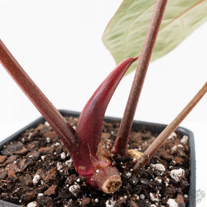 Anthurium Zara '31' x Zara '14' by DocBlock® (wk25-J)