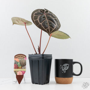 Anthurium Zara '31' x Zara '14' by DocBlock® (wk27-L)