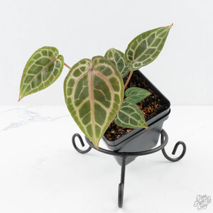 Anthurium Zara '31' x Zara '14' by DocBlock® (wk28-E)