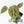Anthurium Zara '31' x Zara '14' by DocBlock® (wk28-E)