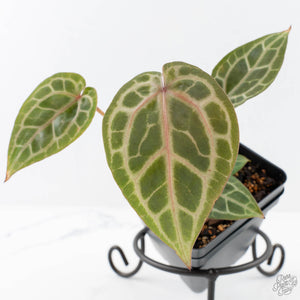 Anthurium Zara '31' x Zara '14' by DocBlock® (wk28-E)