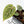 Anthurium Zara '31' x Zara '14' by DocBlock® (wk28-E)