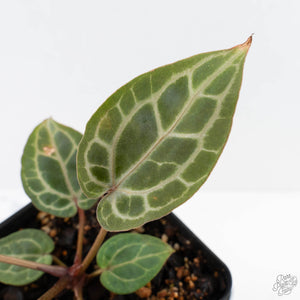 Anthurium Zara '31' x Zara '14' by DocBlock® (wk28-E)