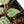 Anthurium Zara '31' x Zara '14' by DocBlock® (wk28-E)