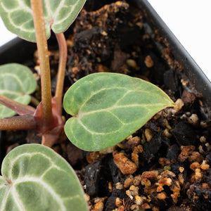 Anthurium Zara '31' x Zara '14' by DocBlock® (wk28-E)