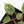 Anthurium Zara '31' x Zara '14' by DocBlock® (wk28-E)