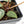 Anthurium Zara '31' x Zara '14' by DocBlock® (wk28-E)