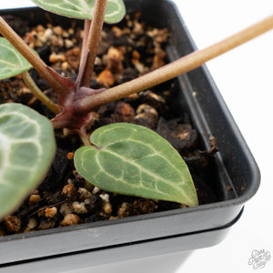 Anthurium Zara '31' x Zara '14' by DocBlock® (wk28-E)