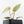 Anthurium Zara '31' x Zara '14' by DocBlock® (wk28-E)