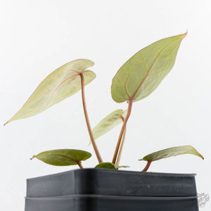 Anthurium Zara '31' x Zara '14' by DocBlock® (wk28-E)