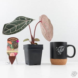 Anthurium Zara '31' x Zara '14' by DocBlock® (wk29-I)