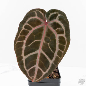 Anthurium Zara '31' x Zara '14' by DocBlock® (wk29-I)