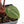 Anthurium Zara '31' x Zara '14' by DocBlock® (wk29-I)