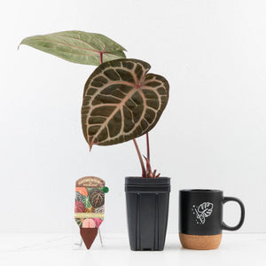 Anthurium Zara '31' x Zara '14' by DocBlock® (wk33-L34)